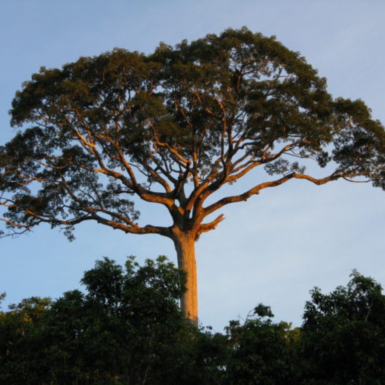 Ceiba (Ceiba pentandra)