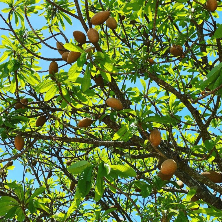 Mamey (Pouteria sapota)