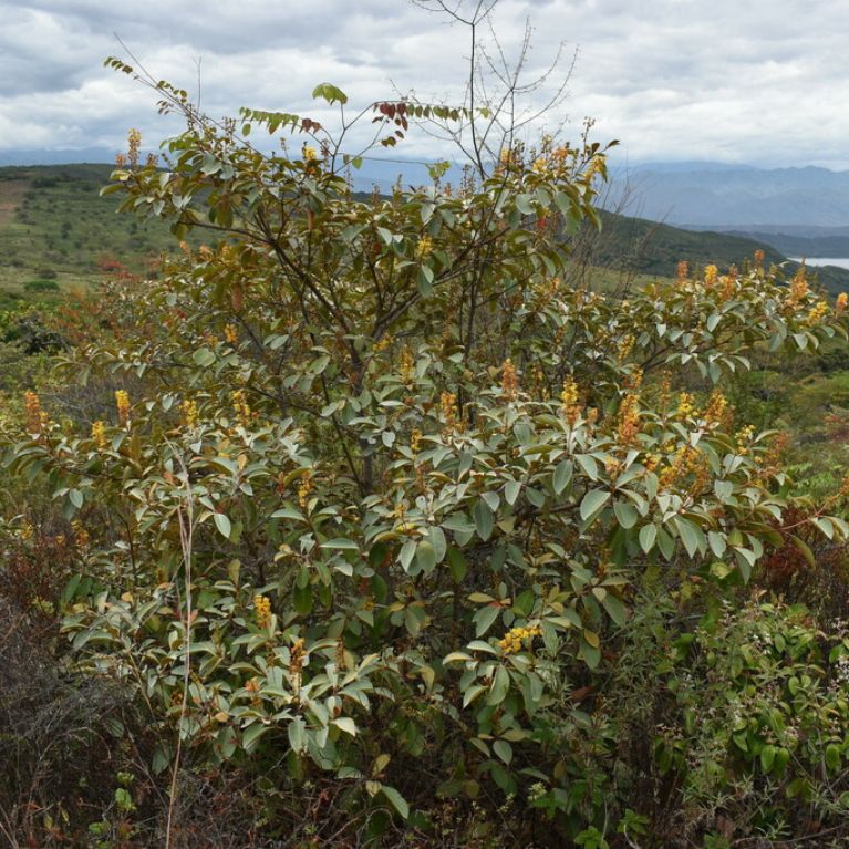 Nance (Byrsonima crassifolia)