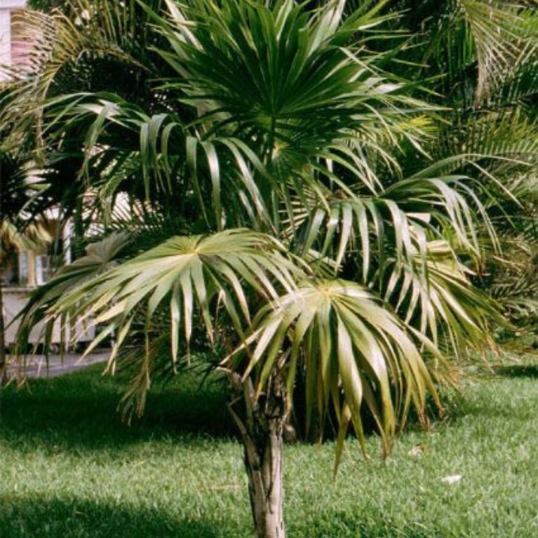 Palma Chit (Thrinax radiata)