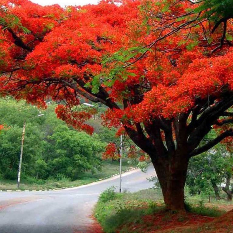 Flamboyán (Delonix regia)