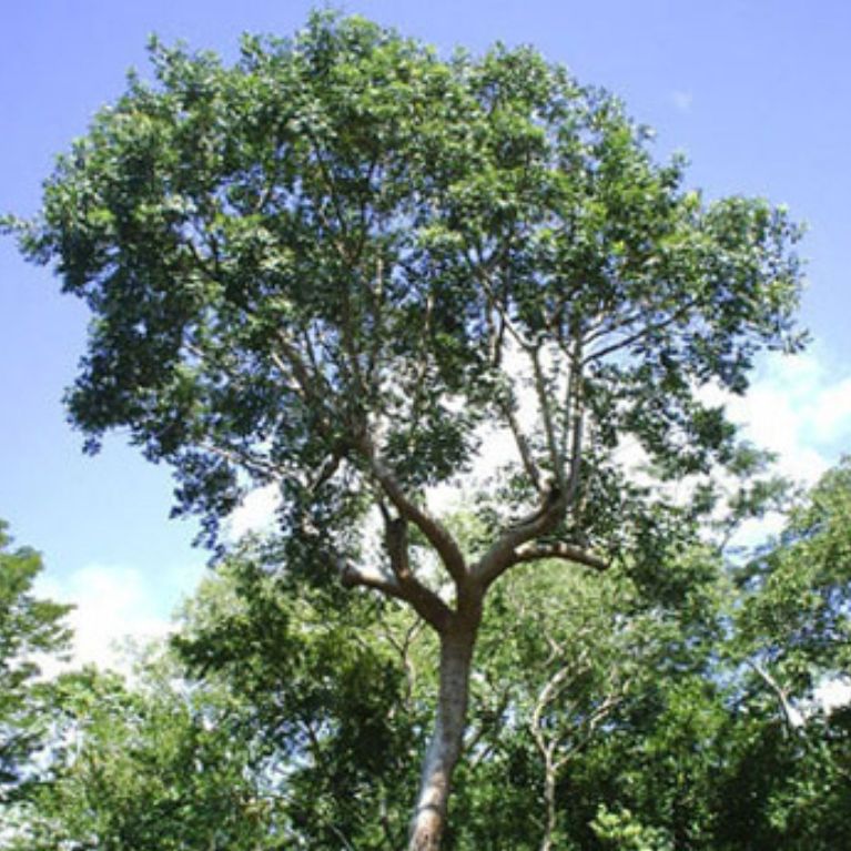 Chaca (Bursera simaruba)