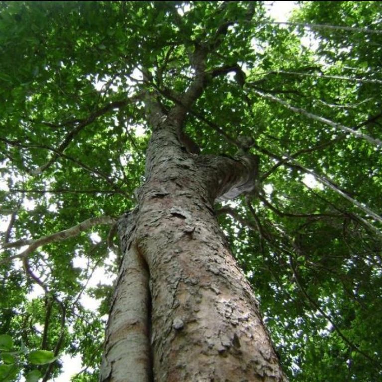 Ramón (Brosimum alicastrum)