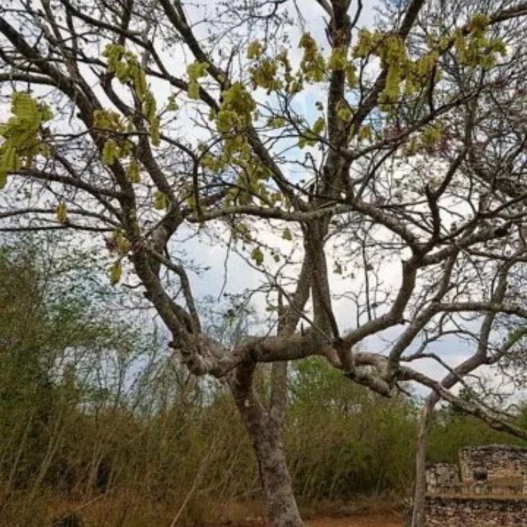 Jabin (Piscidia piscipula)