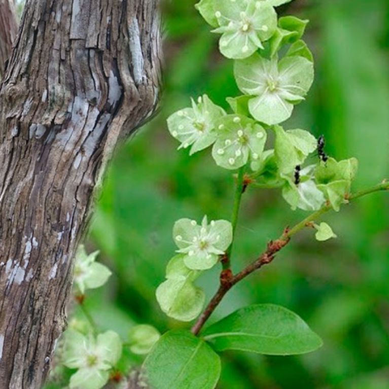 Dzidzilché (Gymnopodium floribundum)