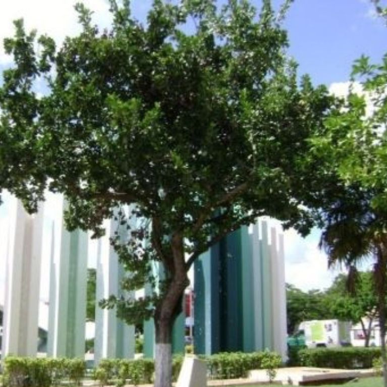 Ciricote (Cordia dodecandra)