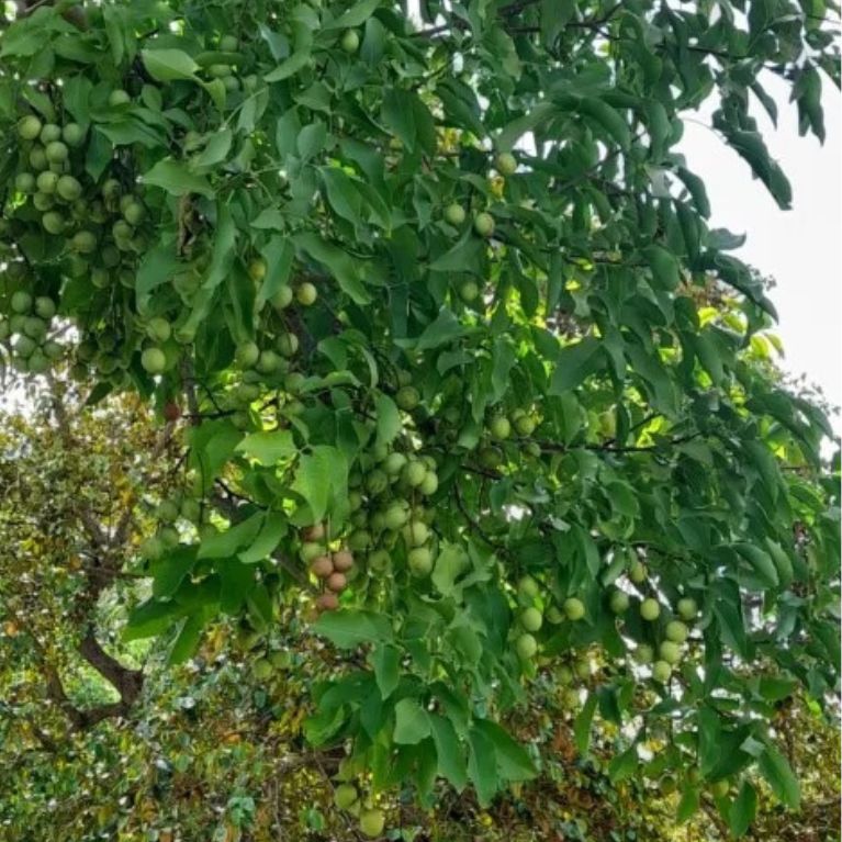 Huaya (Melicoccus bijugatus)