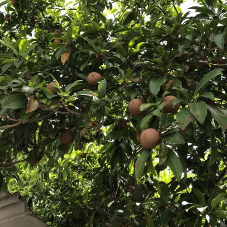 Chicozapote (Manilkara zapota)